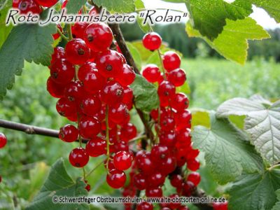 Johannisbeere "Rolan" - Johannisbeersorte als Buschform/Strauchform