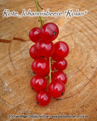 Johannisbeere "Rolan" - Johannisbeersorte als Buschform/Strauchform