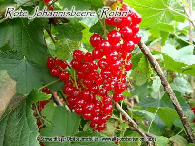 Johannisbeere "Rolan" - Johannisbeersorte als Buschform/Strauchform