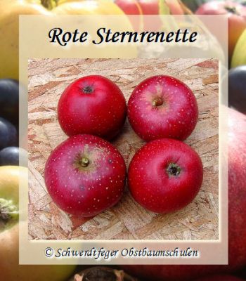 Alte Obstsorten, alte Apfelsorten - Ihr Obstbaum-Shop!  www.alte-obstsorten-online.de - Apfelbaum, Herbstapfel 'Rote Sternrenette'  - alte Apfelsorte!
