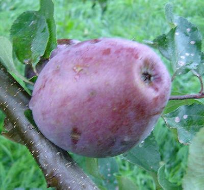 Apfelbaum, Winterapfel "Roter Winterpison"