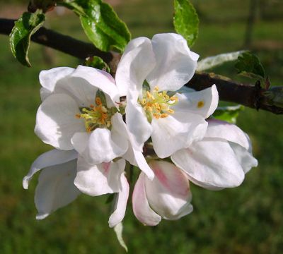 Apfelbaum, Winterapfel "Roter Winterpison"