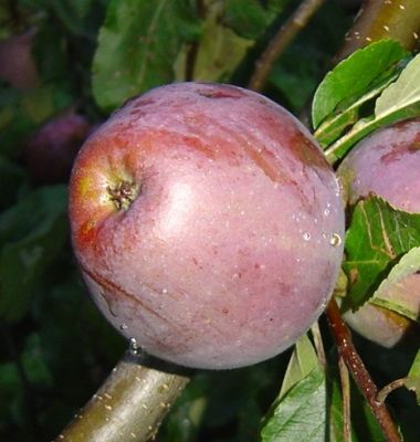 Apfelbaum, Winterapfel "Roter Winterpison"