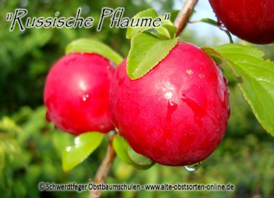 Zwerg-Pflaumenbaum / Zwergpflaume "Russische Pflaume"