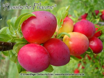 Zwerg-Pflaumenbaum / Zwergpflaume "Russische Pflaume"