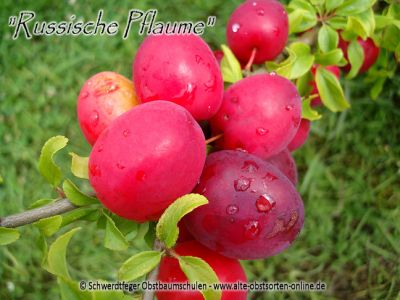 Zwerg-Pflaumenbaum / Zwergpflaume "Russische Pflaume"