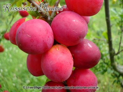 Zwerg-Pflaumenbaum / Zwergpflaume "Russische Pflaume"