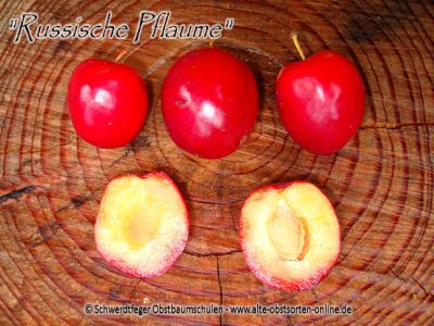 Zwerg-Pflaumenbaum / Zwergpflaume "Russische Pflaume"