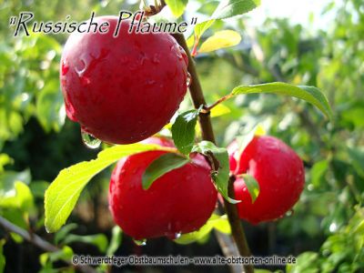Zwerg-Pflaumenbaum / Zwergpflaume "Russische Pflaume"