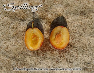 Zwerg-Pflaumenbaum / Zwergpflaume "Spilling/Spenling"