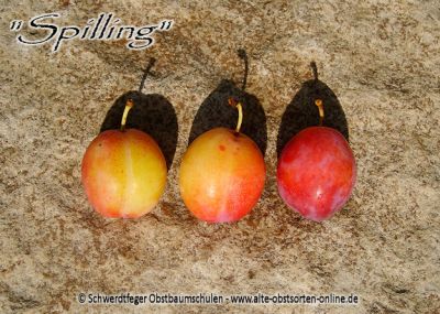 Zwerg-Pflaumenbaum / Zwergpflaume "Spilling/Spenling"