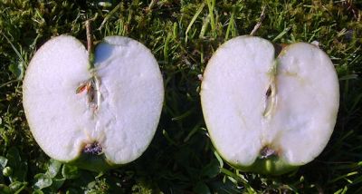 Apfelbaum, Winterapfel "Stahls Winterprinz"
