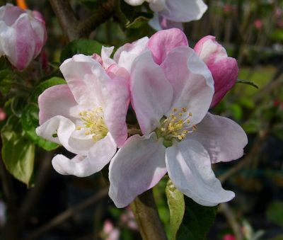 Apfelbaum, Winterapfel "Stahls Winterprinz"