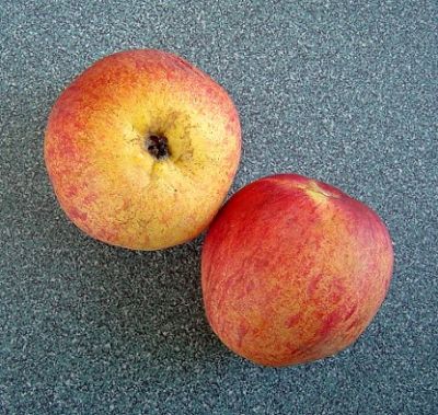 Apfelbaum, Winterapfel "Stahls Winterprinz"