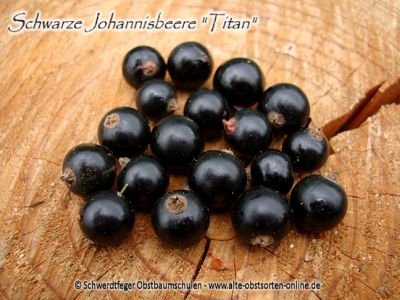 Schwarze Johannisbeere "Titan" ...Johannisbeersorte in Buschform/Strauchform