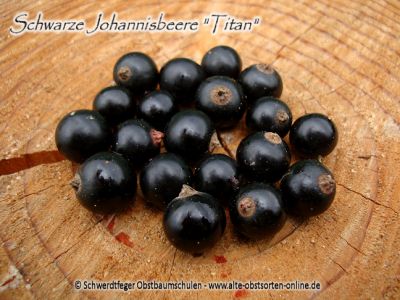 Schwarze Johannisbeere "Titan" ...Johannisbeersorte in Buschform/Strauchform