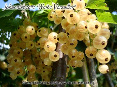 Weiße Johannisbeere "Weiße Versailler" - Johannisbeersorte als Buschform/Strauchform