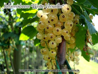 Weiße Johannisbeere "Weiße Versailler" - Johannisbeersorte als Buschform/Strauchform