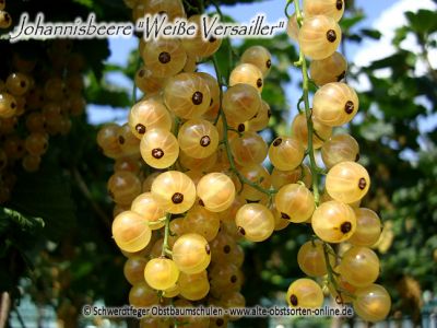 Weiße Johannisbeere "Weiße Versailler" - Johannisbeersorte als Buschform/Strauchform