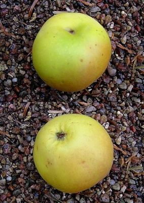 Apfelbaum, Winterapfel "Winterbanane"