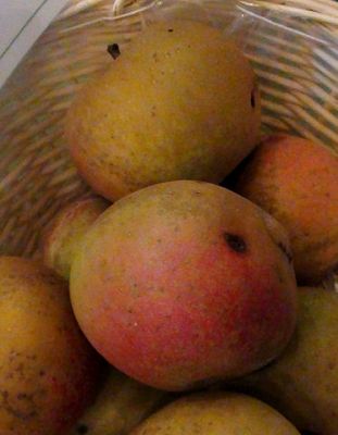 Apfelbaum, Winterapfel "Zabergäurenette"