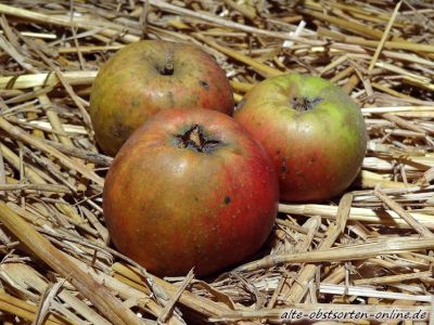 Apfelbaum, Winterapfel "Zabergäurenette"