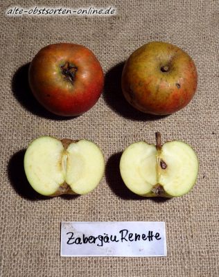 Apfelbaum, Winterapfel "Zabergäurenette"