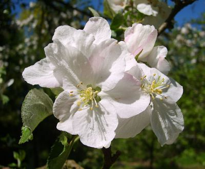 Apfelbaum, Winterapfel "Zabergäurenette"