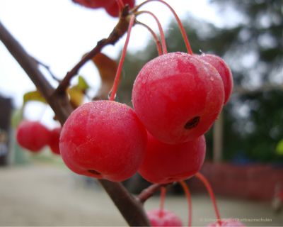 Zierapfelbaum, Zierapfel "Red Sentinel" - dekorative Zierapfelsorte!