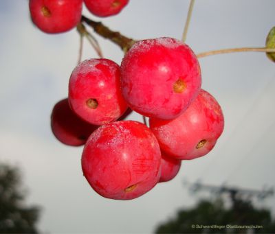 Zierapfelbaum, Zierapfel "Red Sentinel" - dekorative Zierapfelsorte!