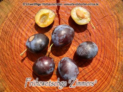 Zwerg-Zwetschgenbaum "Zimmers Frühzwetschge" (Zwetsche / Zwetschge)