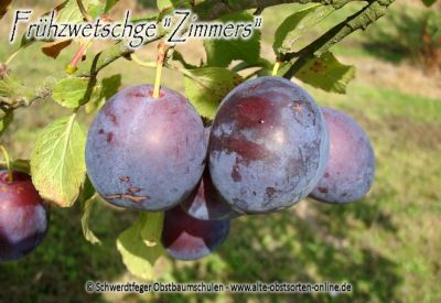 Zwerg-Zwetschgenbaum "Zimmers Frühzwetschge" (Zwetsche / Zwetschge)