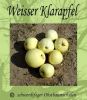 Apfelbaum, Sommerapfel "Weißer Klarapfel" (Augustapfel)