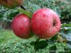 Apfelbaum, Winterapfel "Gewürzluiken"