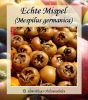 Mispelbaum, Mispilus germanica "Echte deutsche Mispel"