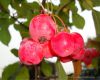 Zierapfelbaum, Zierapfel "Red Sentinel" - dekorative Zierapfelsorte!